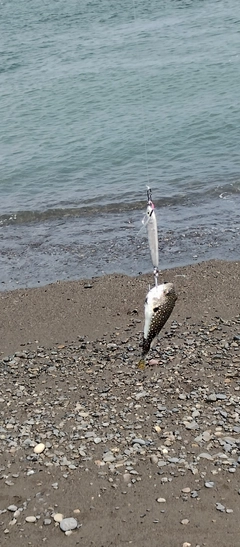 クサフグの釣果