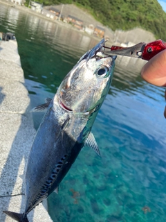 メジカの釣果