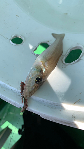 キスの釣果