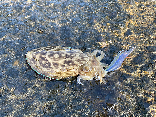 コウイカの釣果