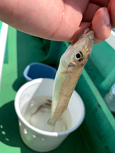 キスの釣果