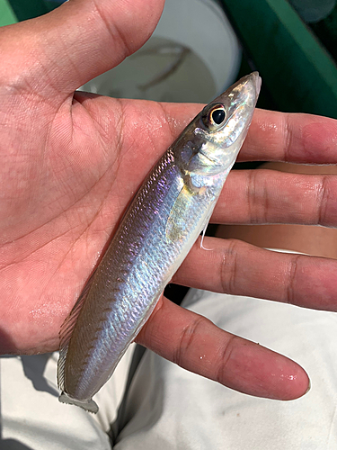 キスの釣果