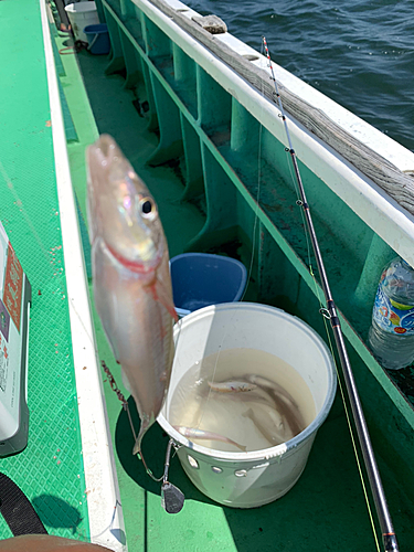 キスの釣果