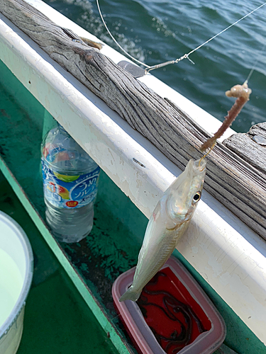 キスの釣果