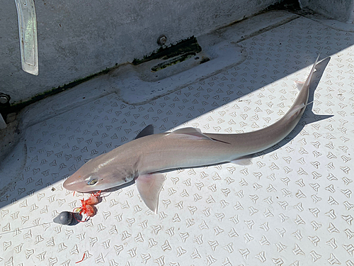 サメの釣果