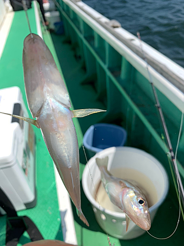 キスの釣果