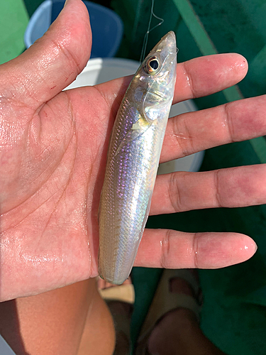 キスの釣果