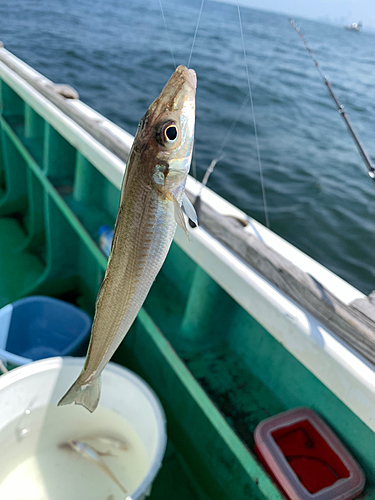 キスの釣果