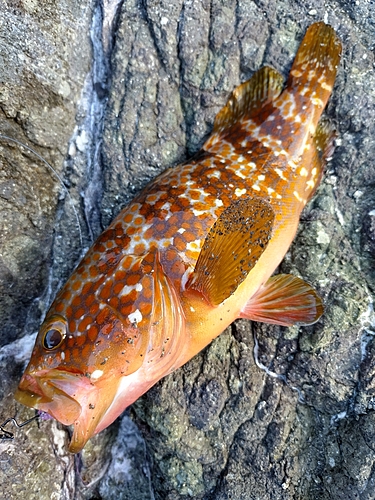 キジハタの釣果