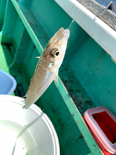 キスの釣果