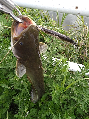 ナマズの釣果