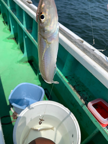 キスの釣果