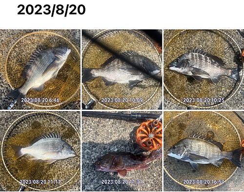 クロダイの釣果