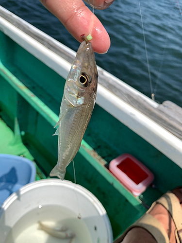 キスの釣果