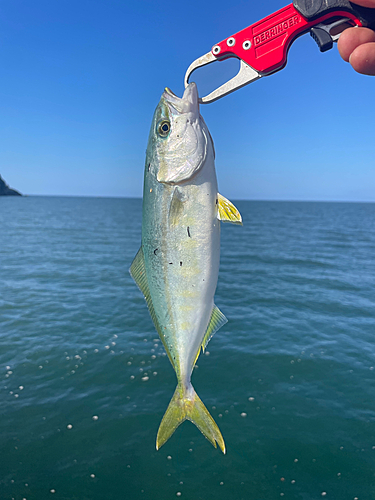 ツバスの釣果