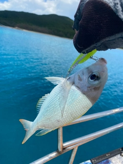 タイの釣果