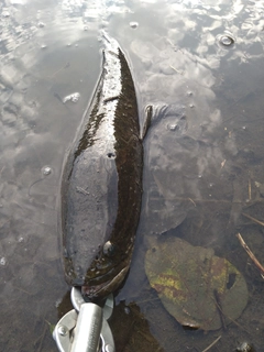 ライギョの釣果