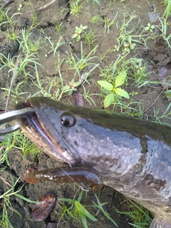 ライギョの釣果