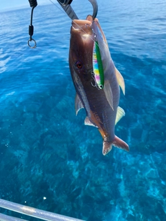 マルクチヒメジの釣果