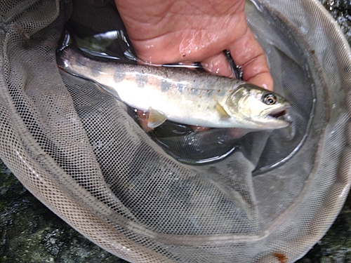 アマゴの釣果