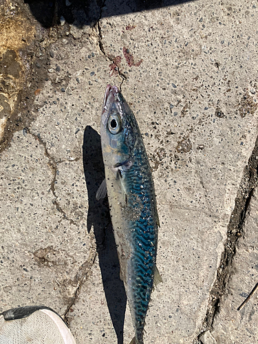 サバの釣果