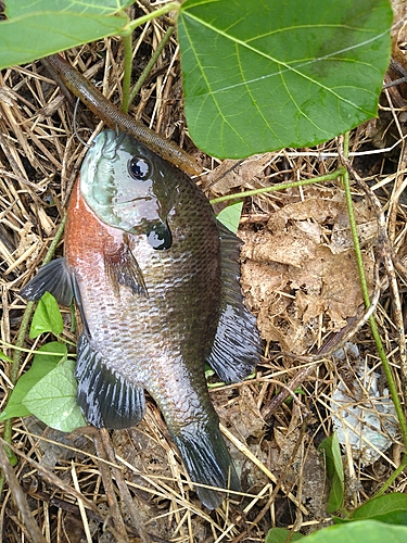 ブルーギルの釣果