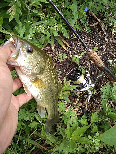 ラージマウスバスの釣果