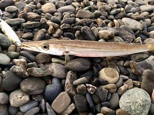 カマスの釣果