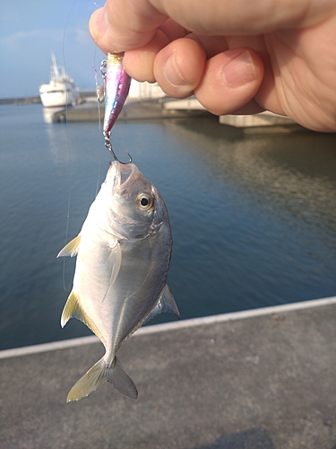 メッキの釣果