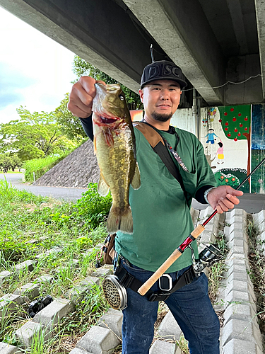 ラージマウスバスの釣果