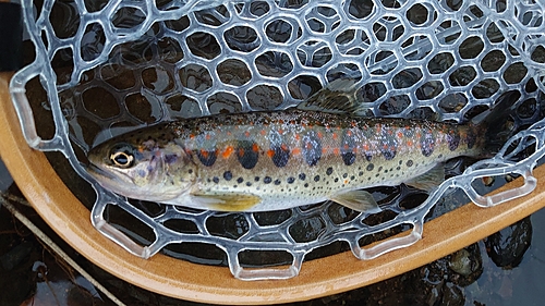 アマゴの釣果