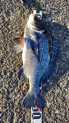 チヌの釣果