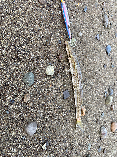 カマスの釣果