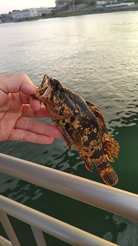 ベッコウゾイの釣果