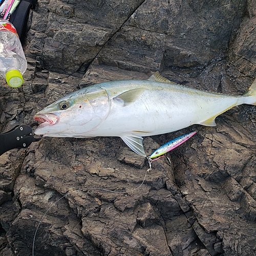 ワラサの釣果