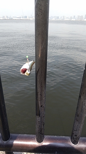 カタクチイワシの釣果