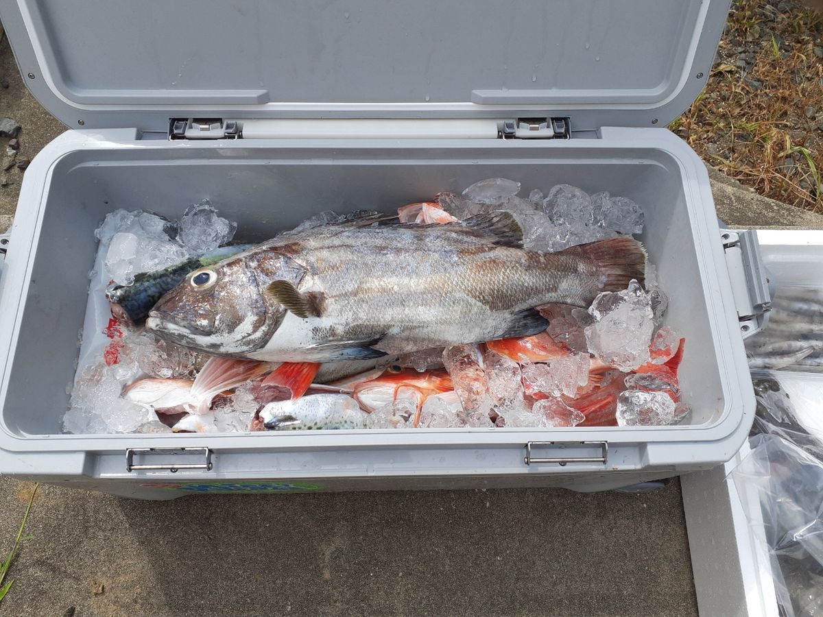 万年釣三昧さんの釣果 1枚目の画像