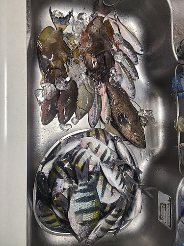 オヤビッチャの釣果