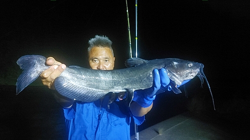 アメリカナマズの釣果