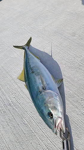 イナダの釣果