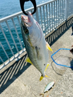 ツバスの釣果