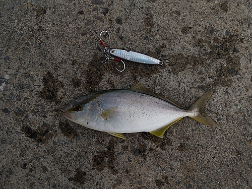 ショゴの釣果