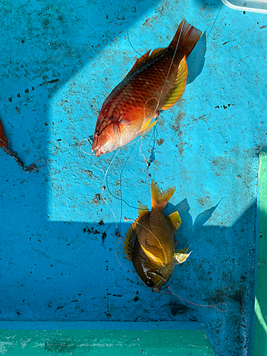 釣果