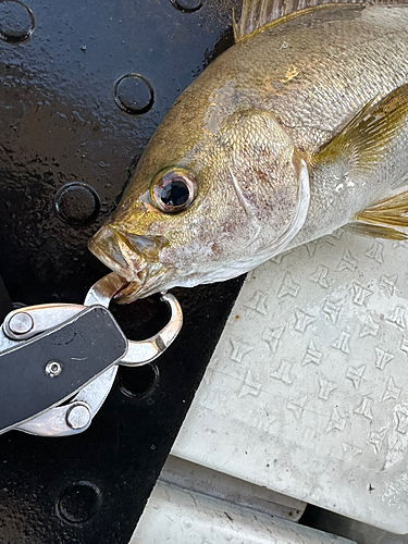 イサキの釣果