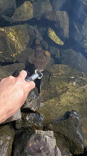 マゴチの釣果