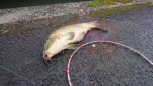 コイの釣果