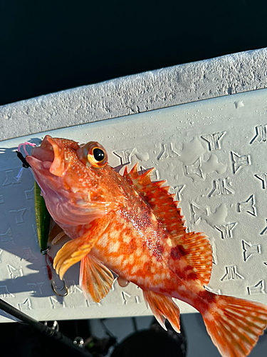 カサゴの釣果