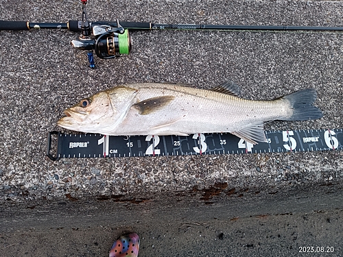 シーバスの釣果