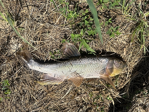 ハスの釣果