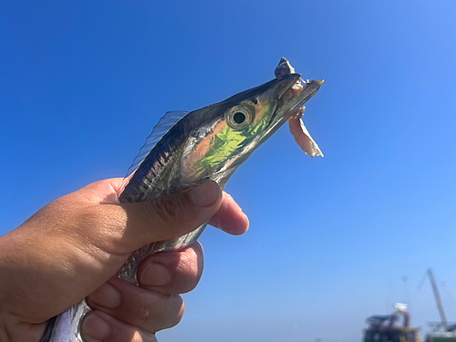 タチウオの釣果